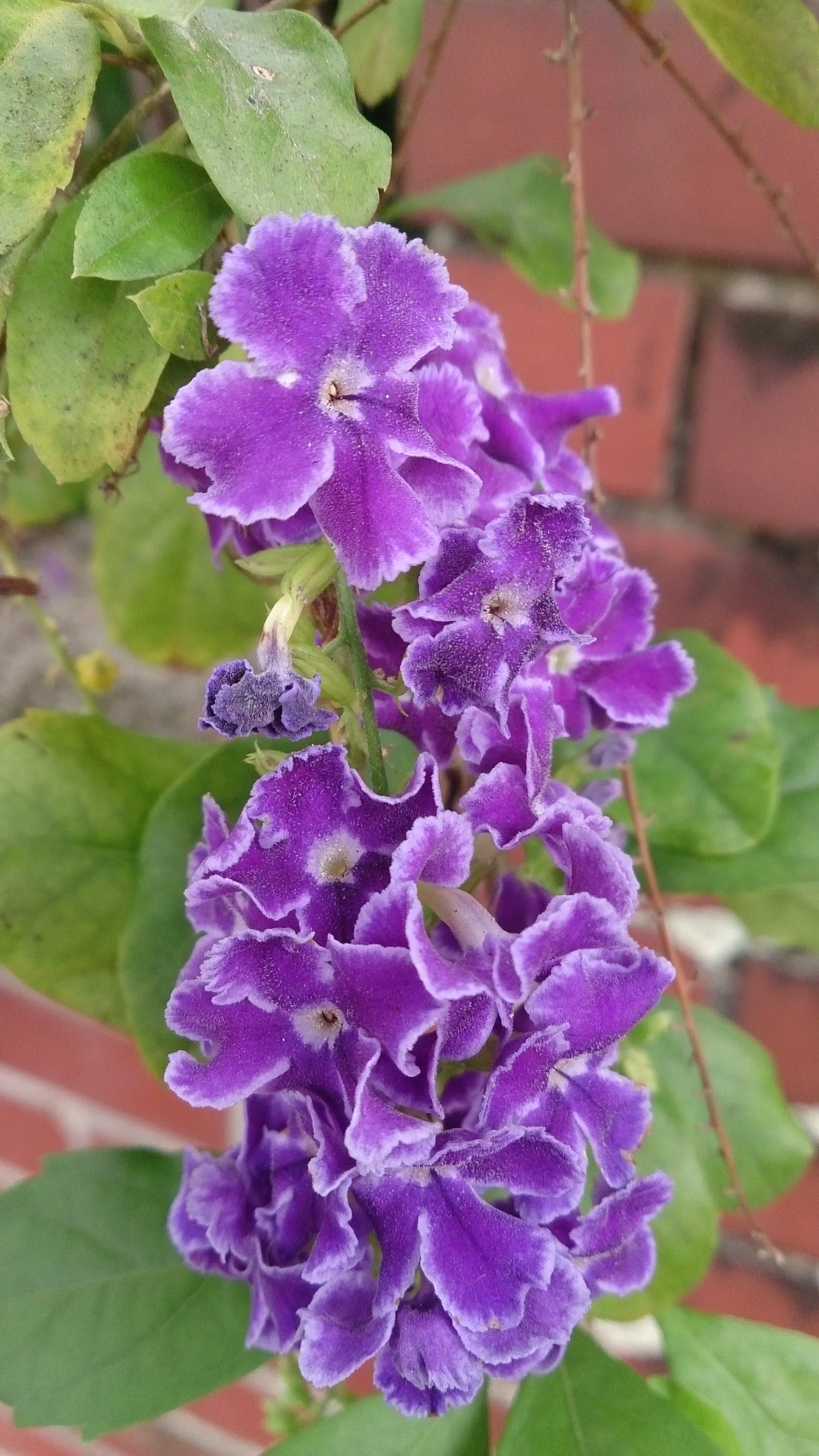 Sapphire Showers Sky Flower (Duranta Erecta 'Sapphire Showers') — and can be trained as a small tree or allowed to grow into a dense