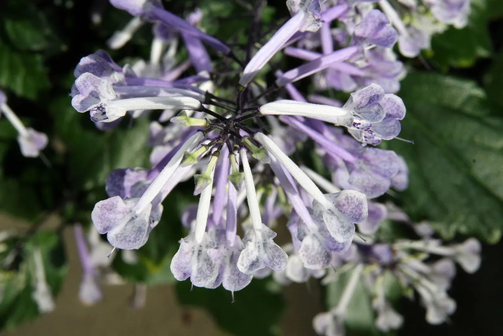 Sapphire Showers Sky Flower (Duranta Erecta 'Sapphire Showers') — is an alluring specimen perfect for adding a tropical flair to landscape designs