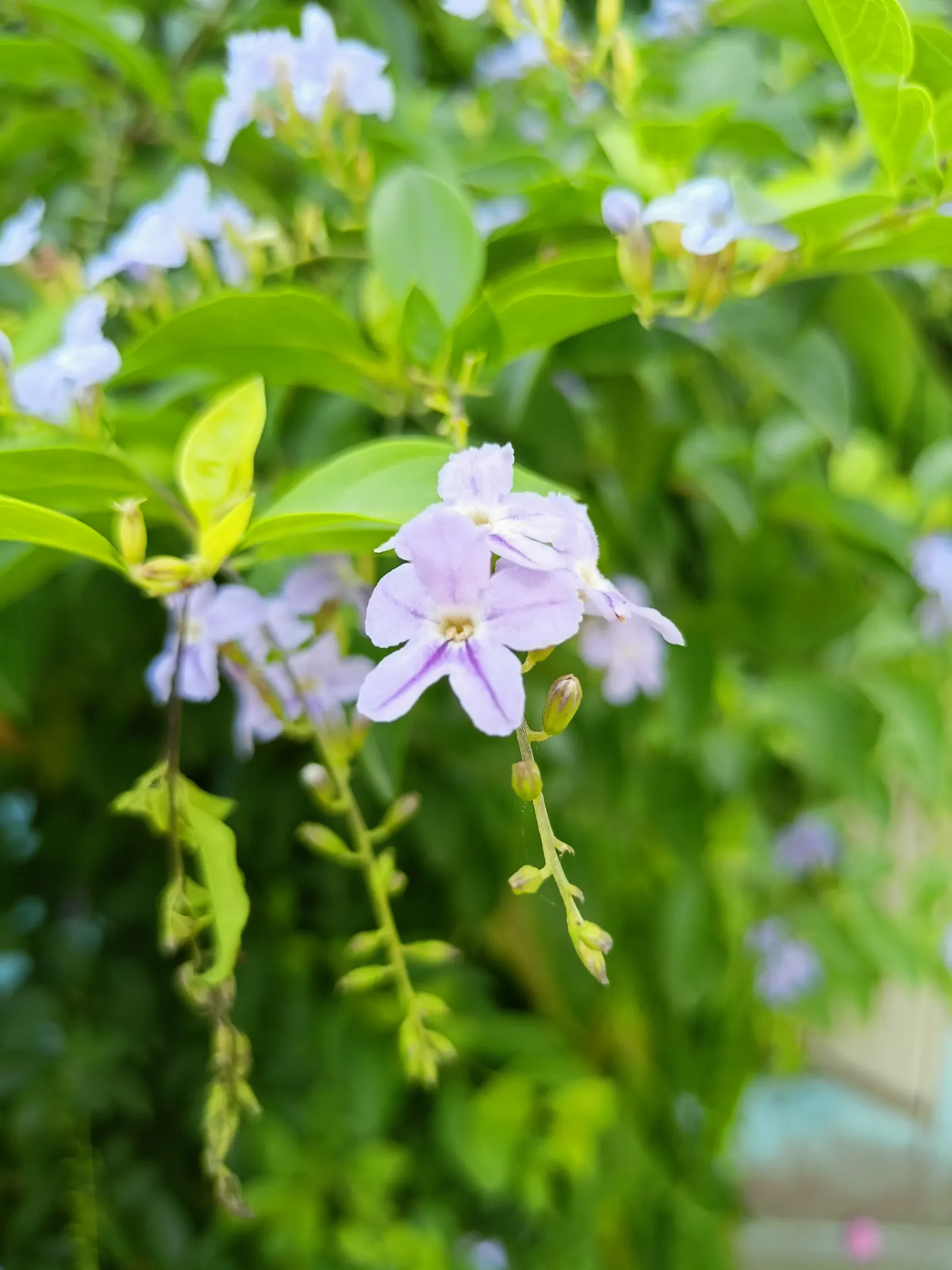 Sapphire Showers Sky Flower (Duranta Erecta 'Sapphire Showers') — ensure clients are aware of the plant's potential to become invasive in certain regions