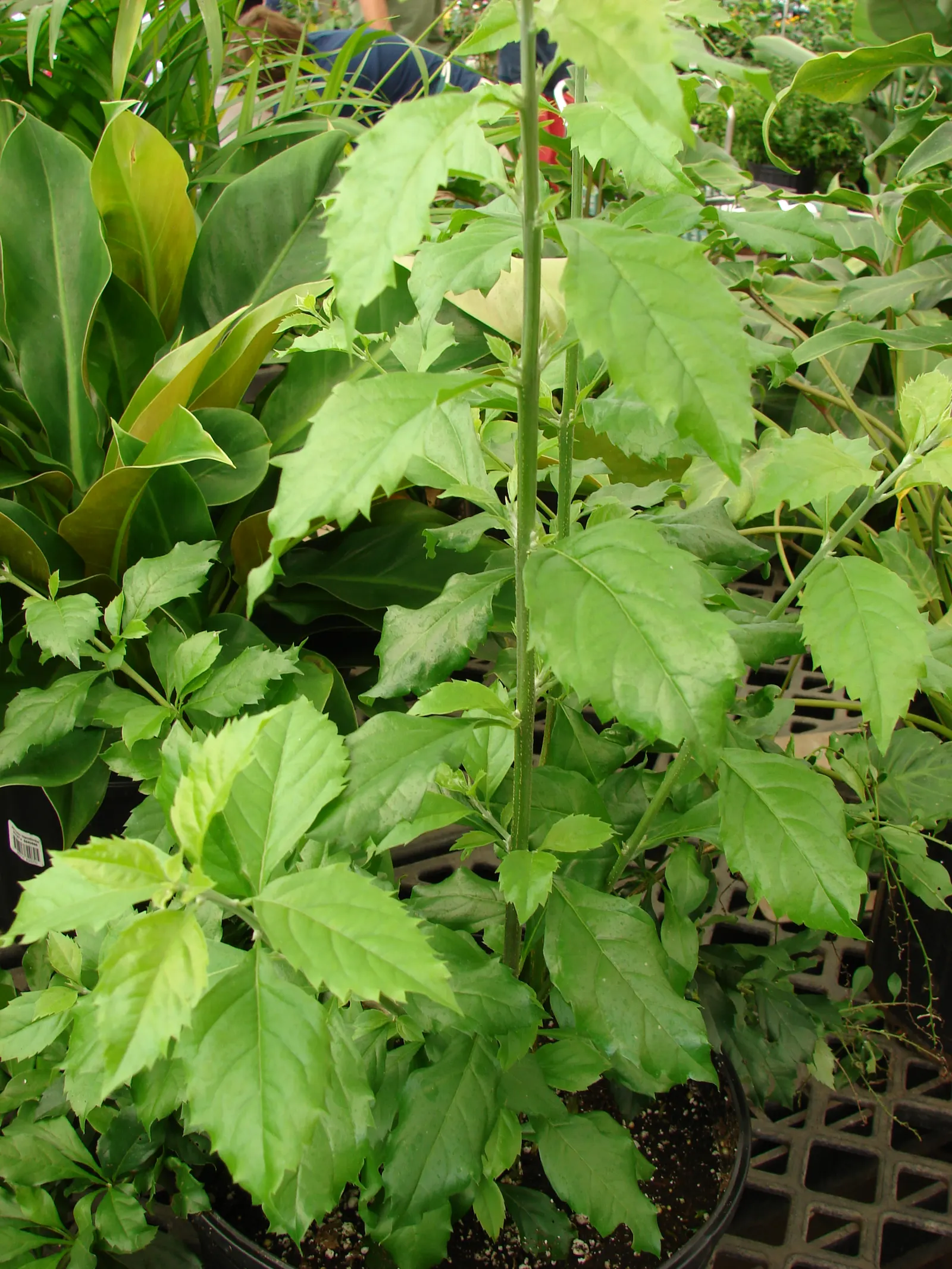 Sapphire Showers Sky Flower (Duranta Erecta 'Sapphire Showers') — shrub for full