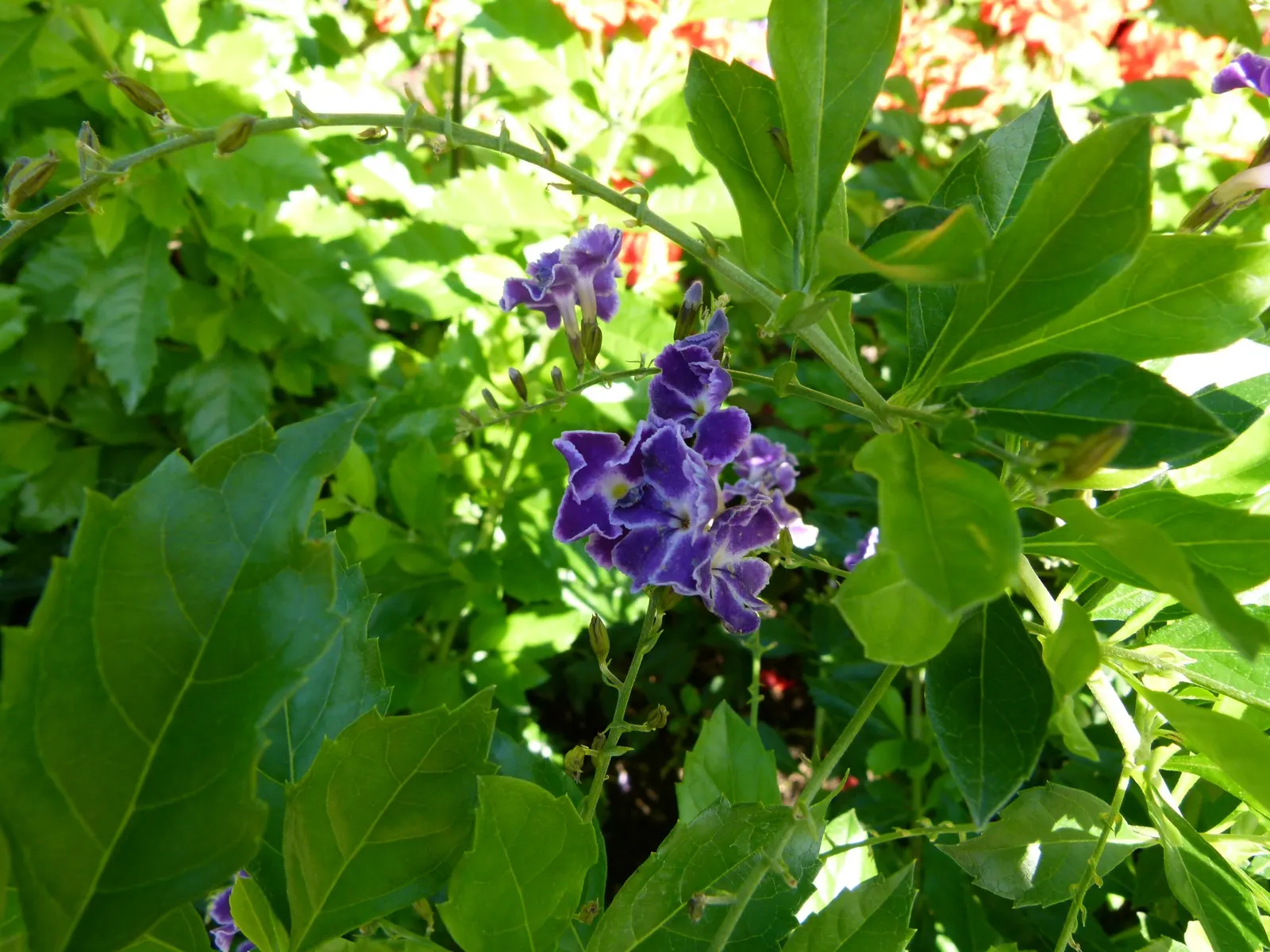 Sapphire Showers Sky Flower (Duranta Erecta 'Sapphire Showers') — USDA Hardiness Zones 9 to 11 are ideal for planting Duranta erecta 'Sapphire Showers'