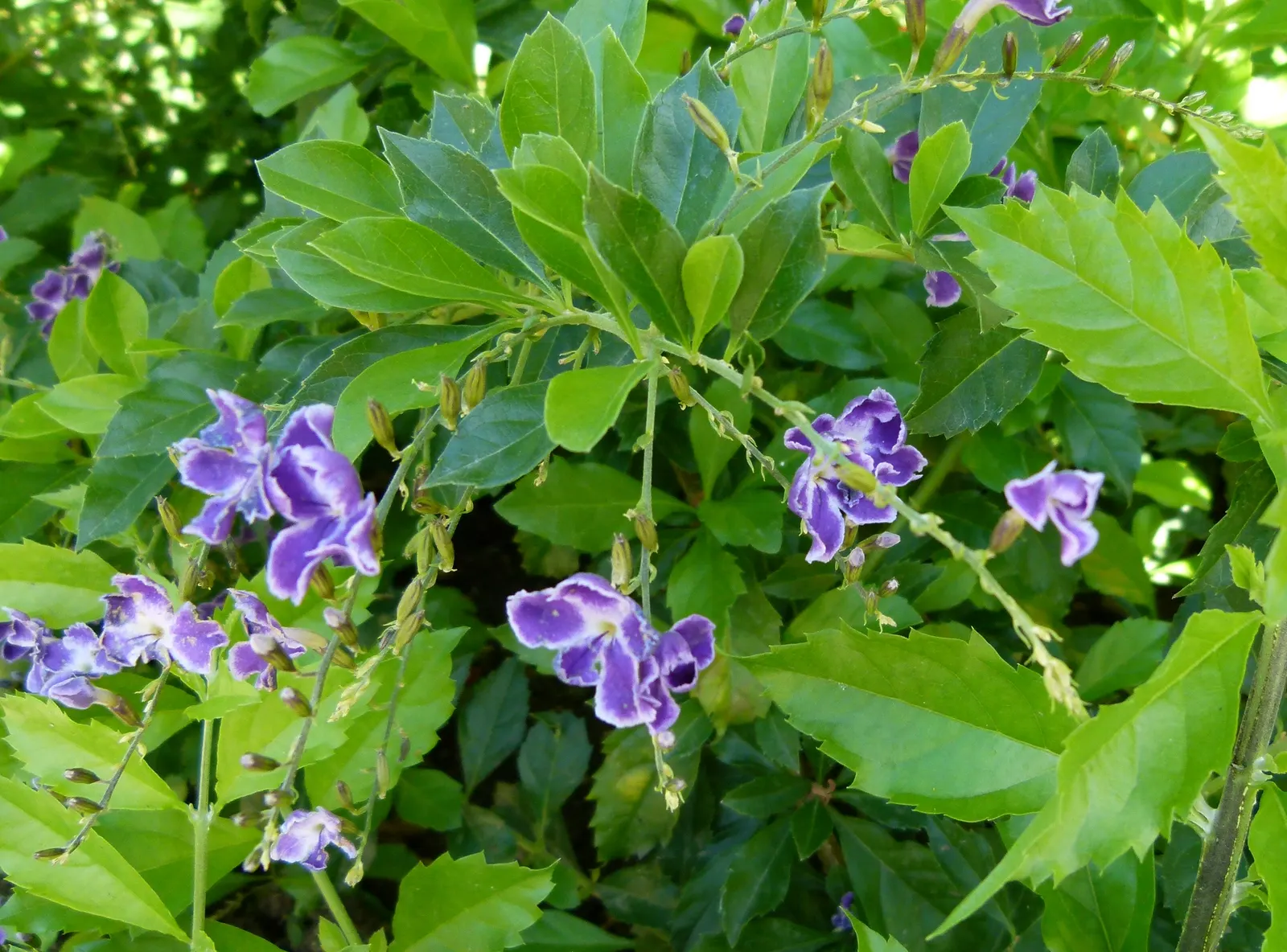 Sapphire Showers Sky Flower (Duranta Erecta 'Sapphire Showers') — allowing it to flourish as an ornamental addition to beds