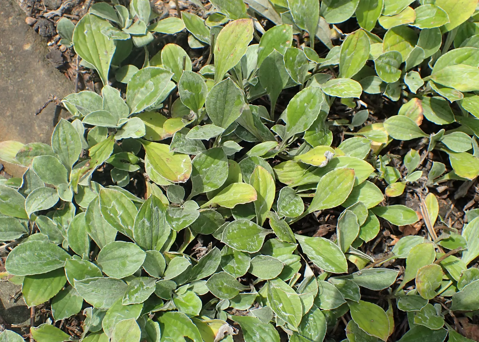 Pussytoes (Antennaria Plantaginifolia) — These flowers provide sustenance for a range of pollinators; this plant's ability to spread through stolons will