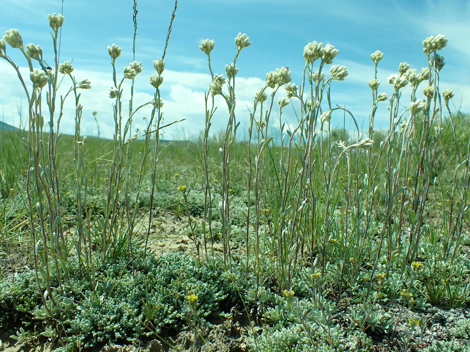 Pussytoes (Antennaria Plantaginifolia) — thriving in USDA Hardiness Zones 3 through 8