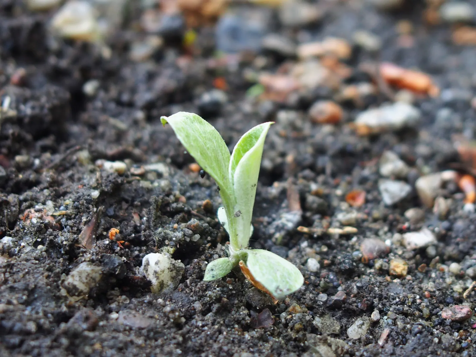 Pussytoes (Antennaria Plantaginifolia) — These basal leaves are spatulate to oblanceolate with a fine