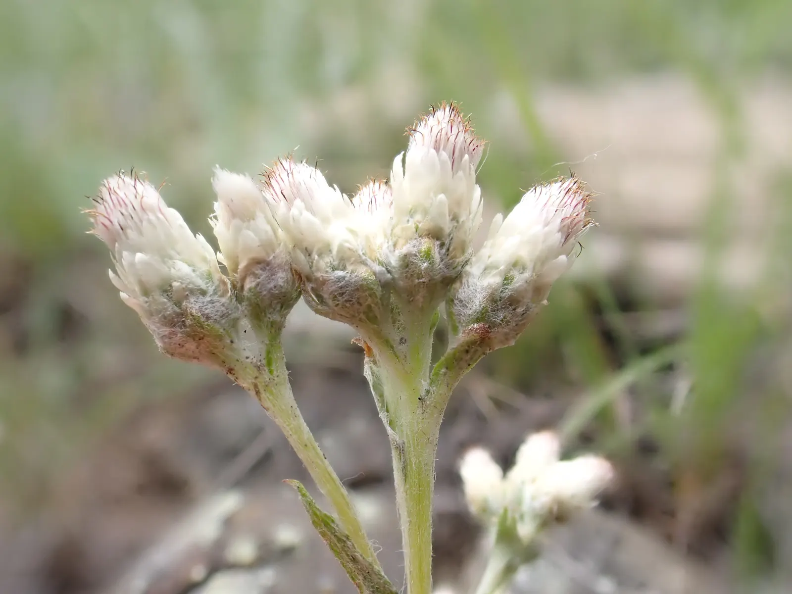 Pussytoes (Antennaria Plantaginifolia) — It boasts a low-growing, mat-forming habit, reaching 3-6 inches in height with a spread of 12 inches; or, image 49