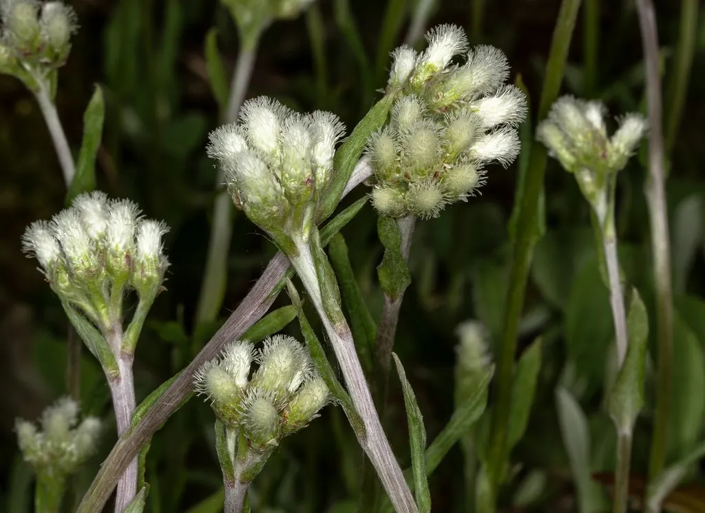 Pussytoes (Antennaria Plantaginifolia) — with the shape reminiscent of plantain leaves (Plantago); it requires well-drained soil and is drought-tolerant once