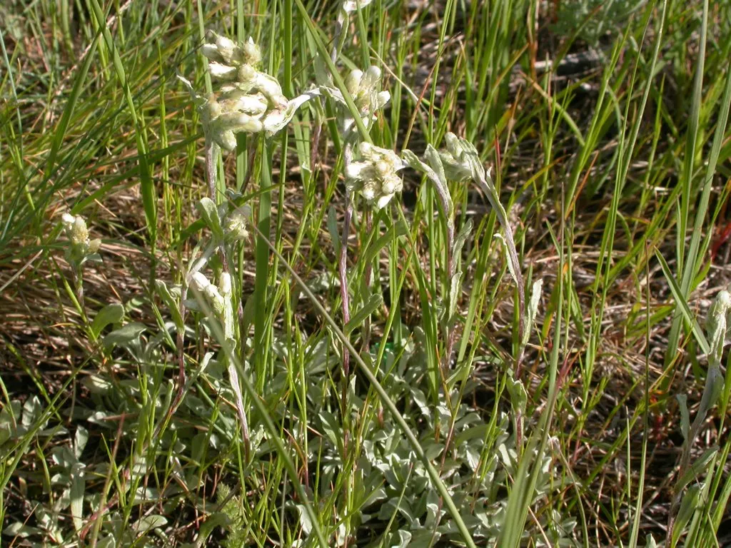 Pussytoes (Antennaria Plantaginifolia) — making it a low-maintenance choice for rock gardens and borders; and prefers well-drained soil with full, image 75
