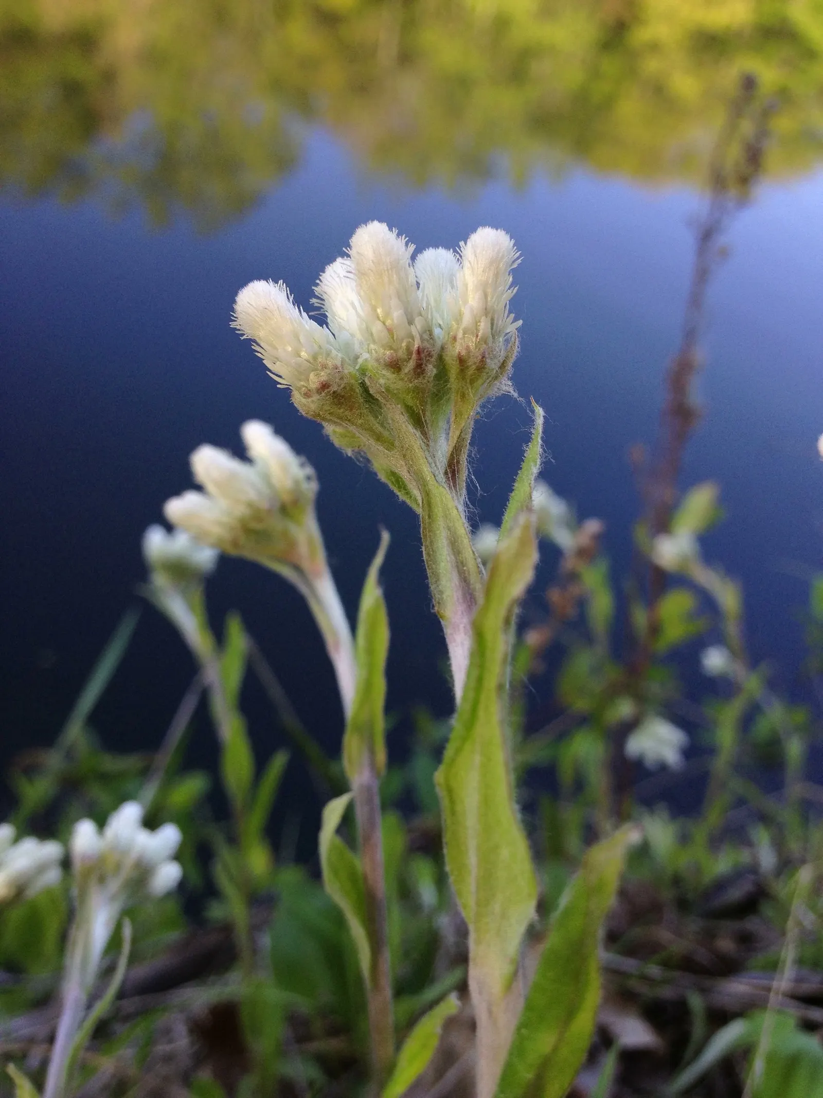 Pussytoes (Antennaria Plantaginifolia) — commonly known as Pussytoes