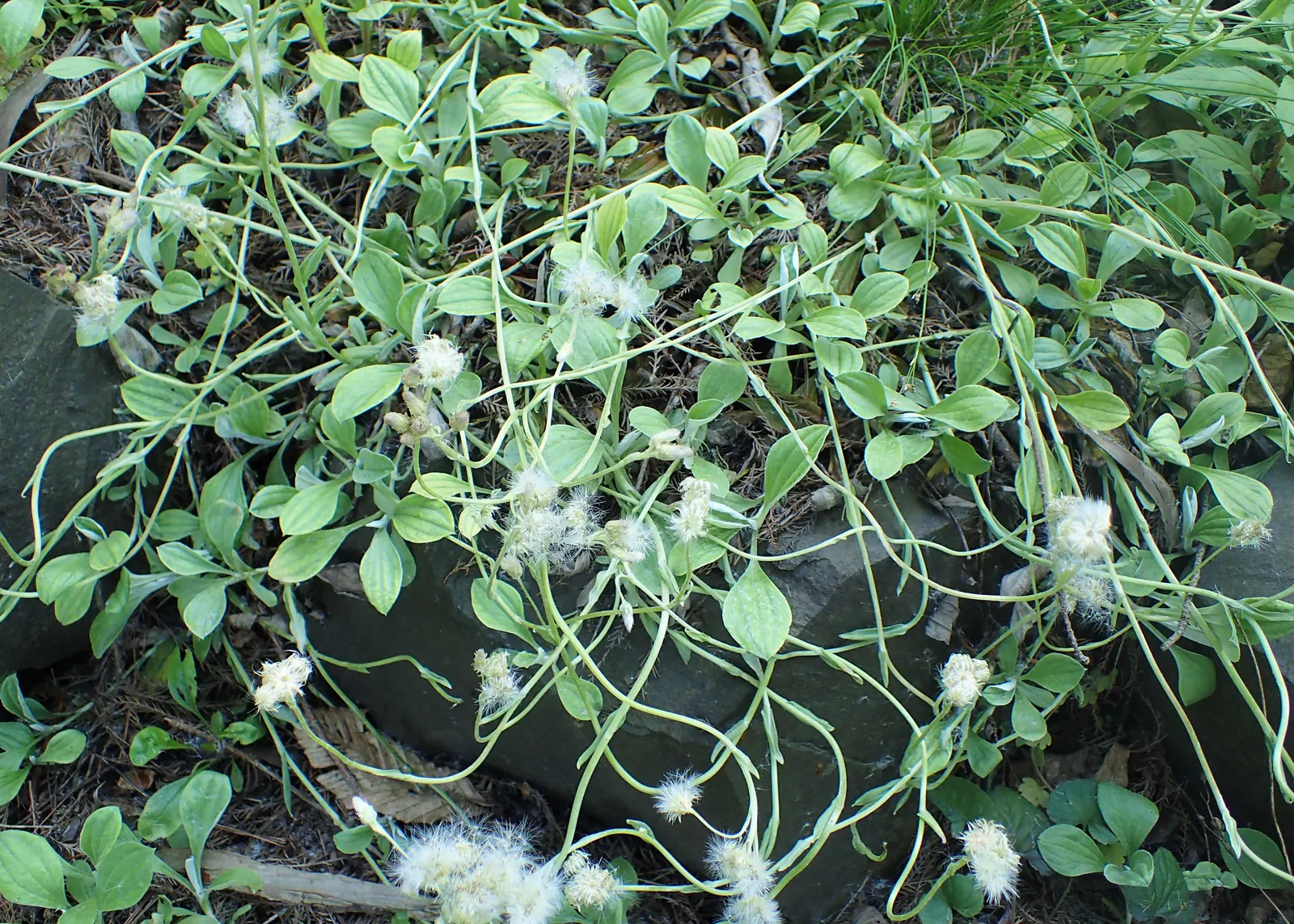 Pussytoes (Antennaria Plantaginifolia) — white flowers in the garden; making it a low-maintenance choice for rock gardens and borders, image 113