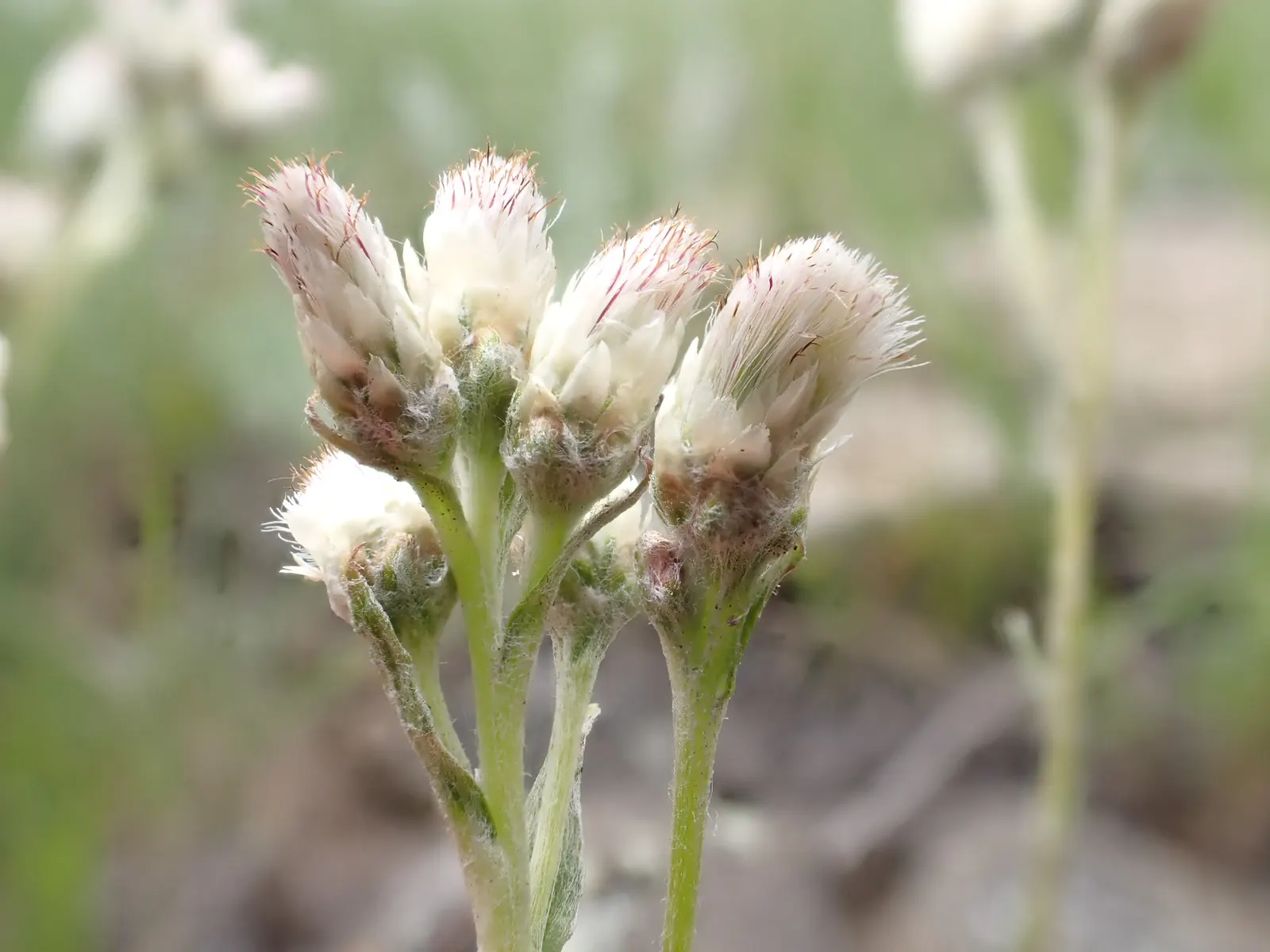 Pussytoes (Antennaria Plantaginifolia) — hence the name.<br><br>The leaves of Pussytoes are an attractive feature in themselves; adding an, image 147