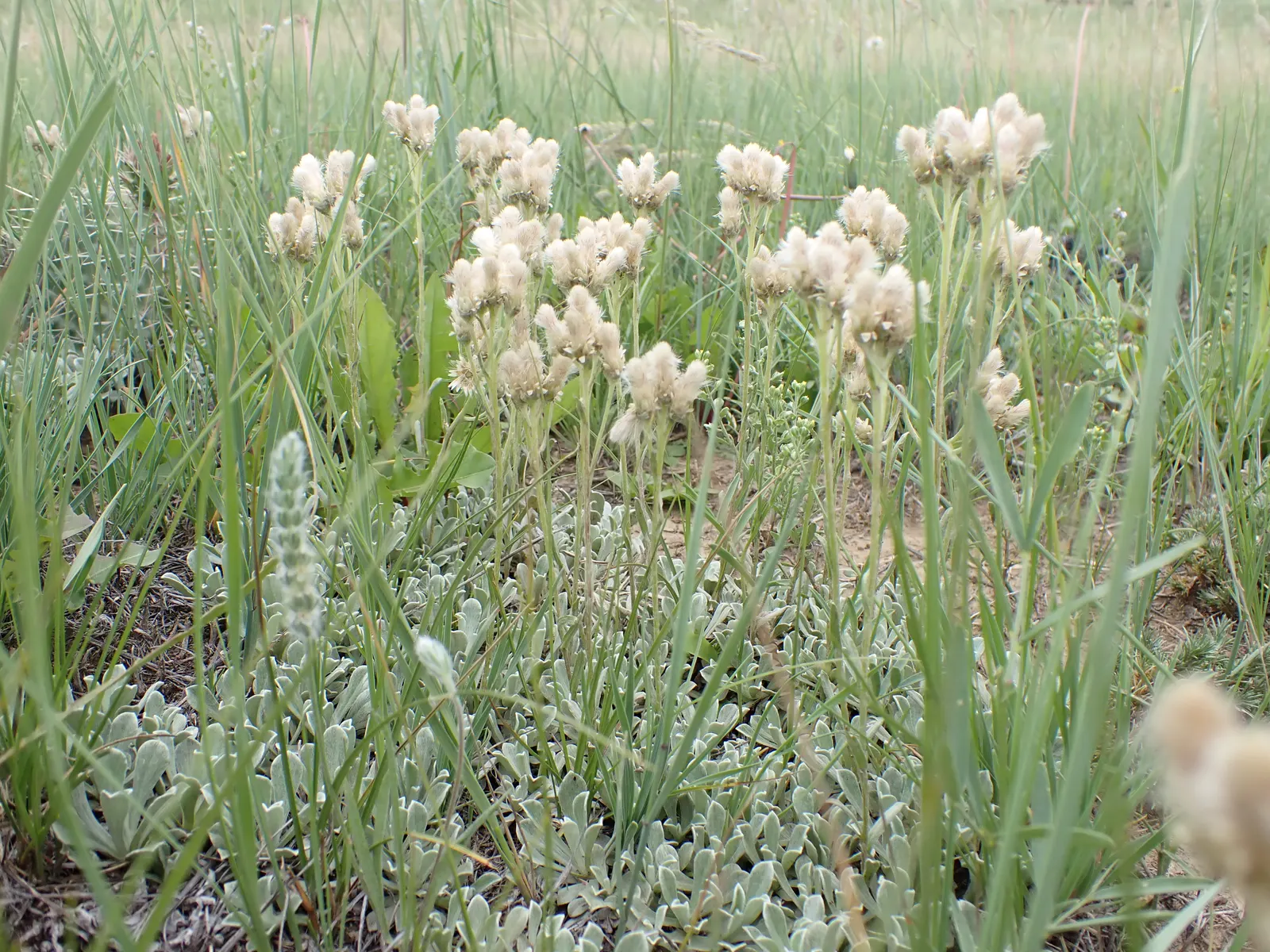 Pussytoes (Antennaria Plantaginifolia) — hence the name.<br><br>The leaves of Pussytoes are an attractive feature in themselves; adding an, image 78