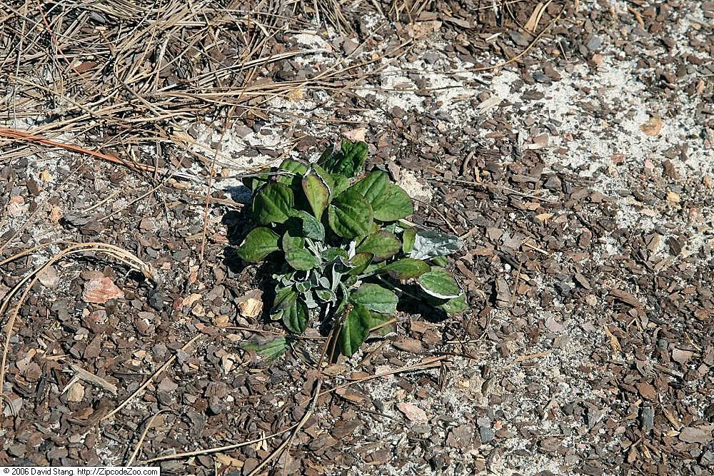Pussytoes (Antennaria Plantaginifolia) — These basal leaves are spatulate to oblanceolate with a fine, image 35