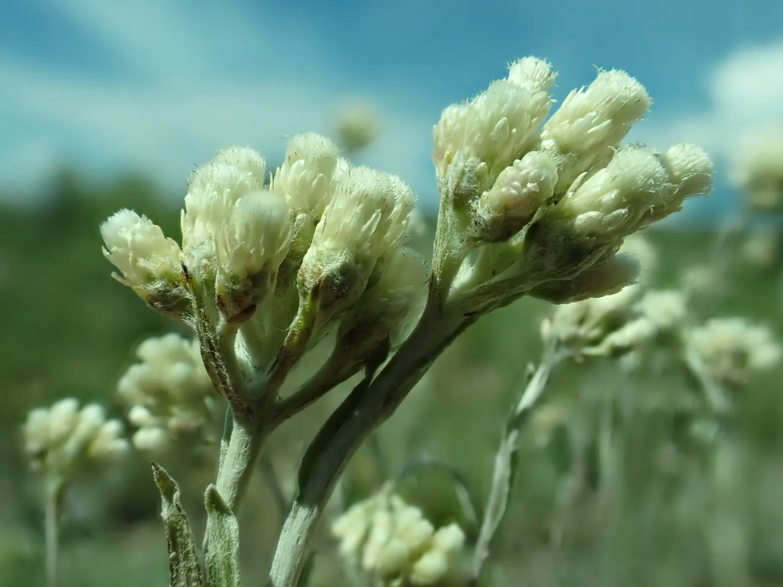 Pussytoes (Antennaria Plantaginifolia) — it requires well-drained soil and is drought-tolerant once established; hence the name.<br><br>The leaves, image 166