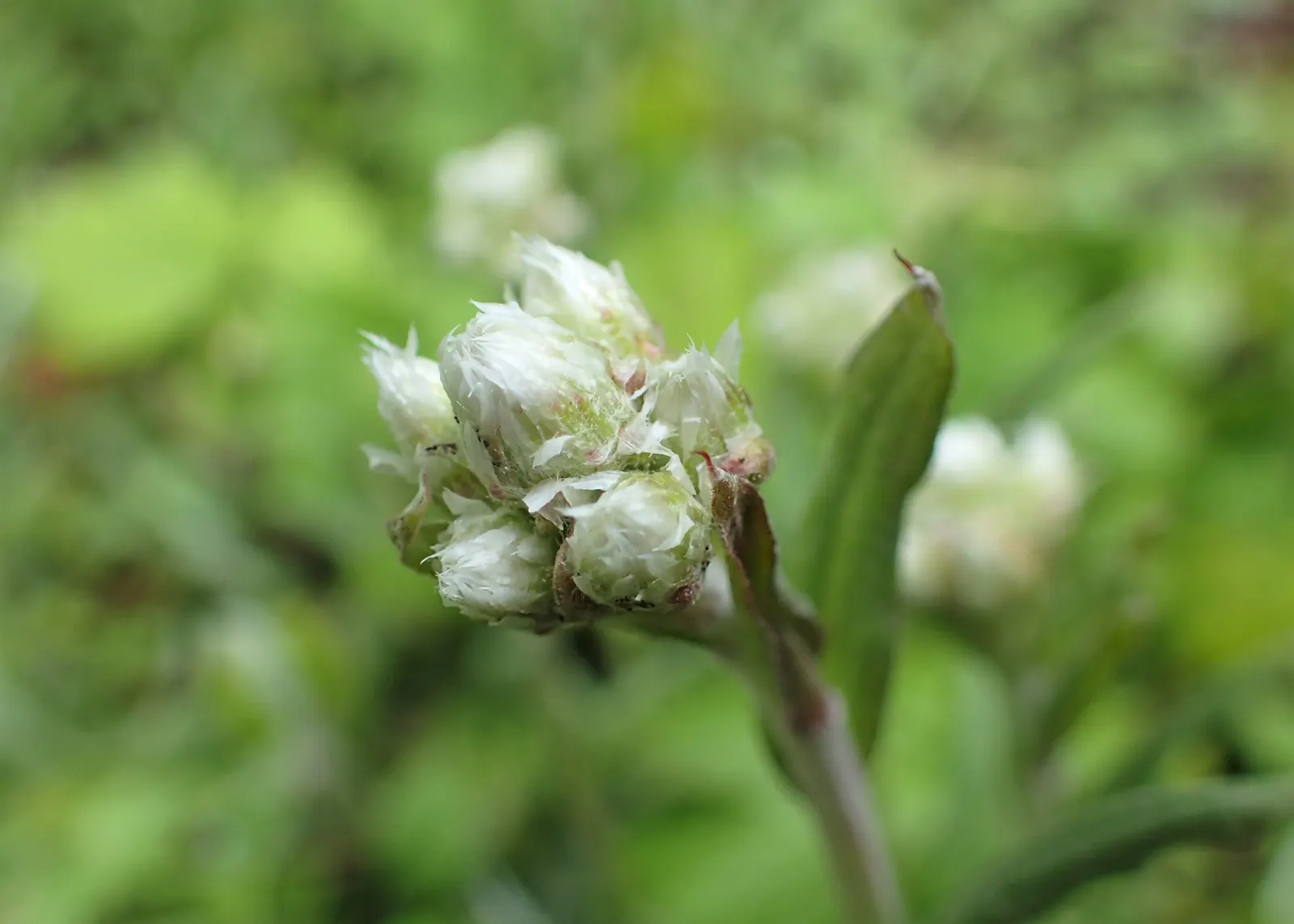 Pussytoes (Antennaria Plantaginifolia) — These flowers provide sustenance for a range of pollinators; this plant's ability to spread through, image 59