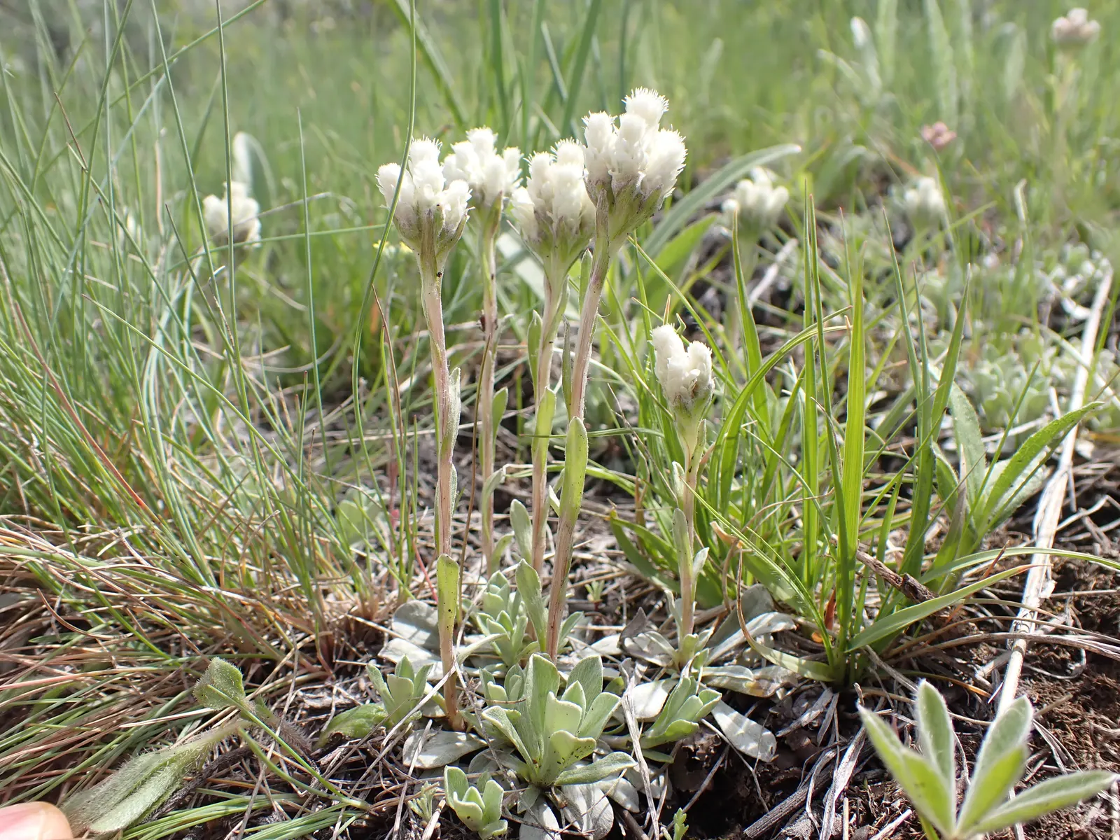 Pussytoes (Antennaria Plantaginifolia) — giving your client a lush yet manageable garden component; ground cover / perennial with white blooms, image 135