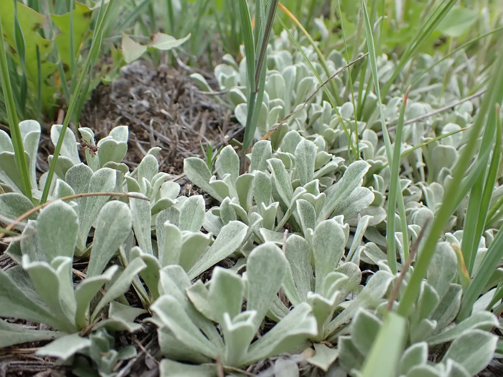 Pussytoes (Antennaria Plantaginifolia) — This North American native stands at a modest height of 6 to 12 inches; is a charmingly modest perennial that graces