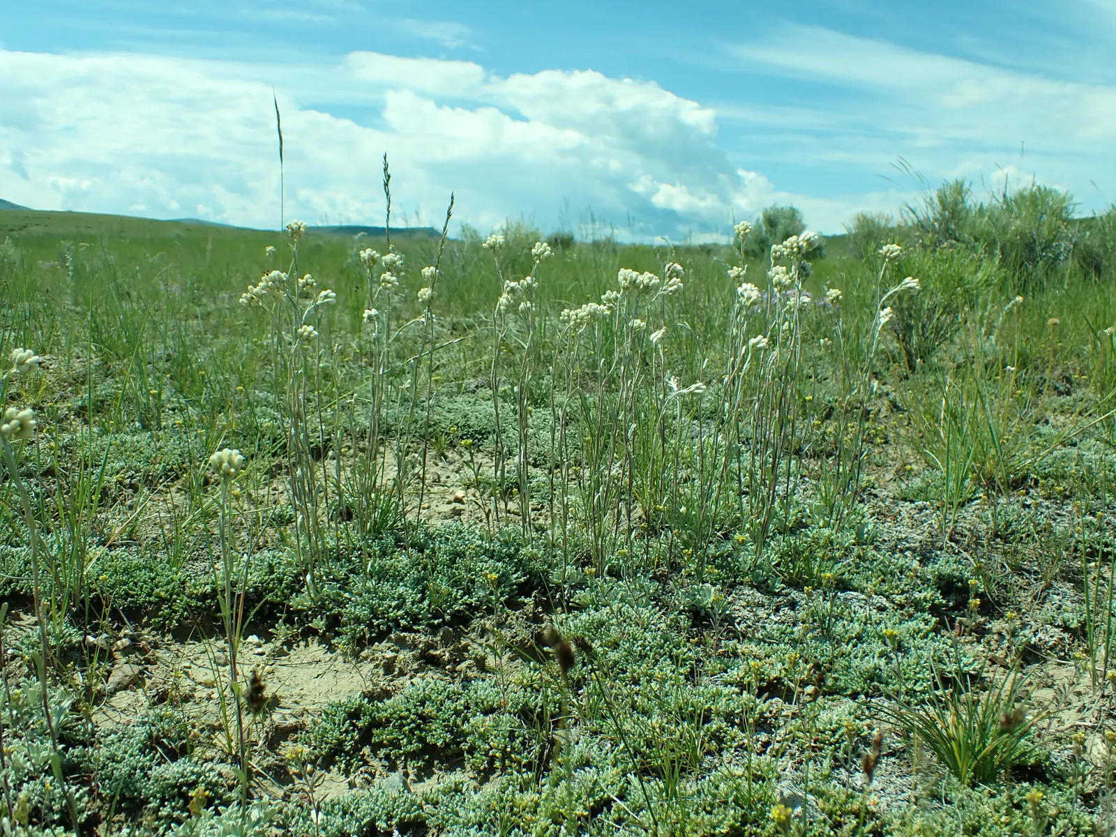 Pussytoes (Antennaria Plantaginifolia) — Silvery-white to soft pink flower clusters resemble cat's paws, emerging in spring; is a perennial, image 96