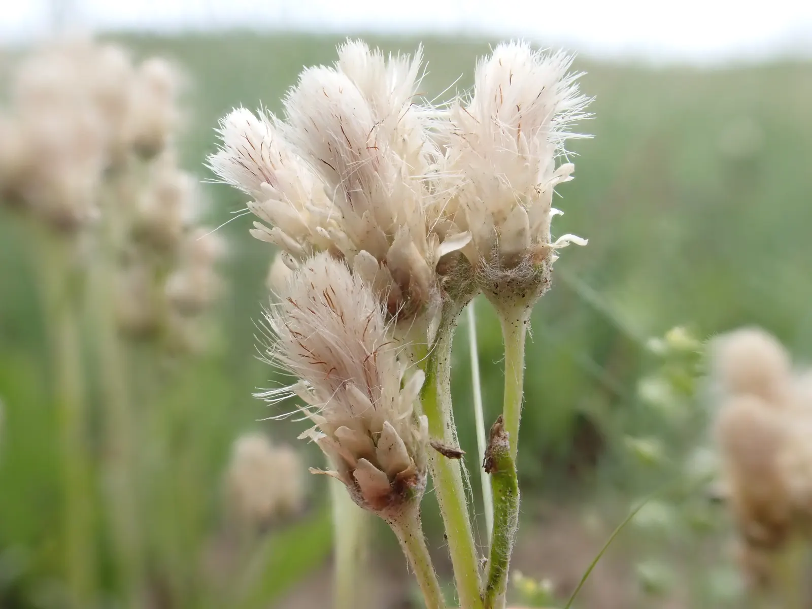 Pussytoes (Antennaria Plantaginifolia) — typically about 2 to 3 inches long; white flowers in the garden, image 79