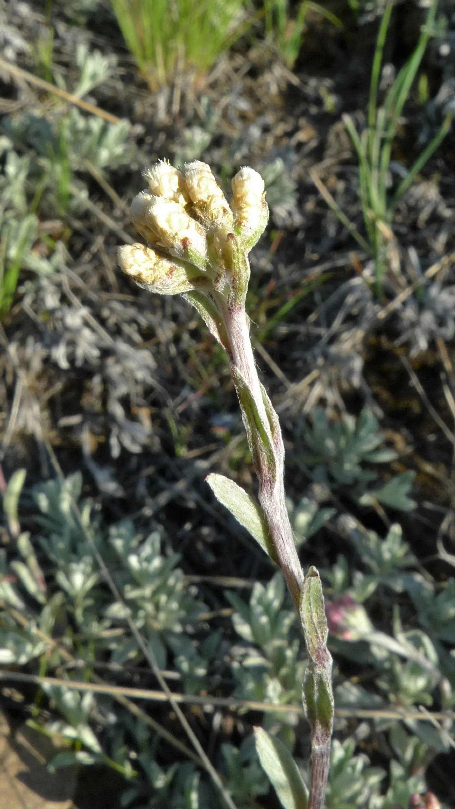 Pussytoes (Antennaria Plantaginifolia) — ground cover / perennial with white blooms; these flowers provide sustenance for a range of pollinators, image 114