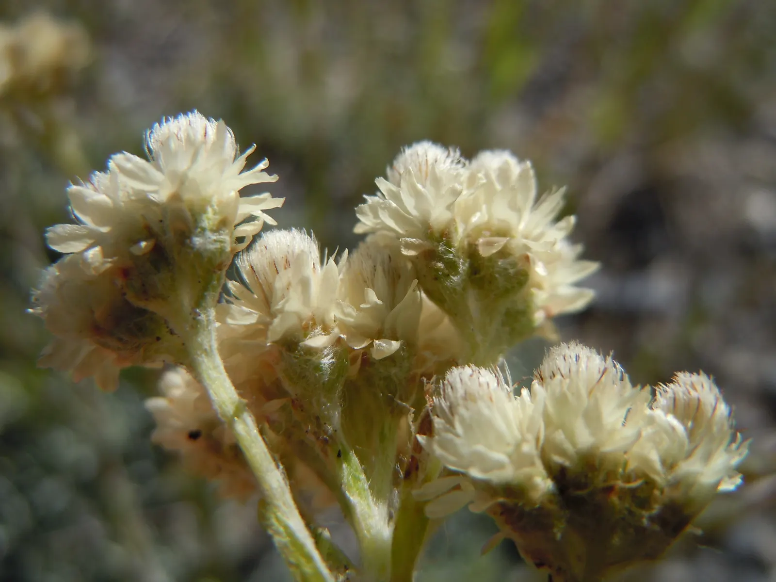 Pussytoes (Antennaria Plantaginifolia) — ground cover / perennial for full