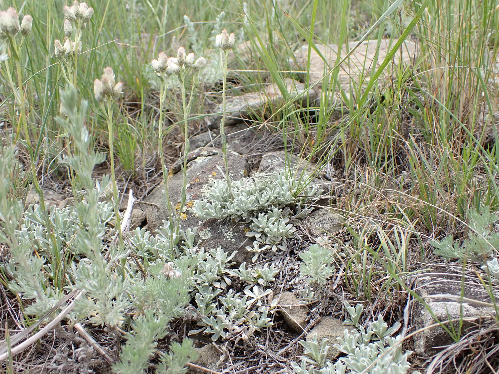 Pussytoes (Antennaria Plantaginifolia) — or as a ground cover in xeriscaping designs; this North American native stands at a modest height of 6 to, image 110