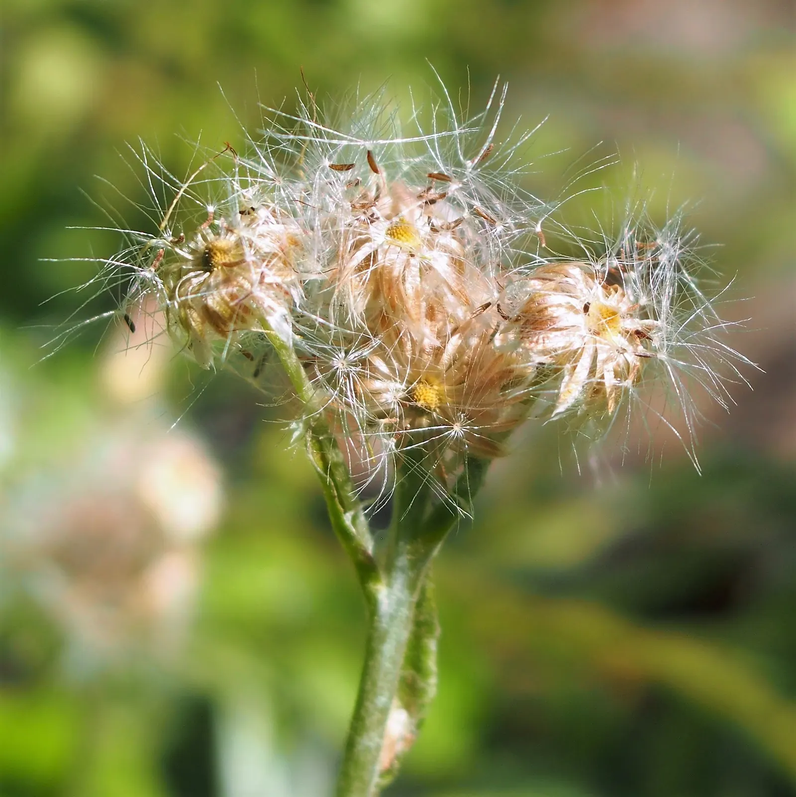 Pussytoes (Antennaria Plantaginifolia) — giving your client a lush yet manageable garden component; ground cover / perennial with white blooms, image 89