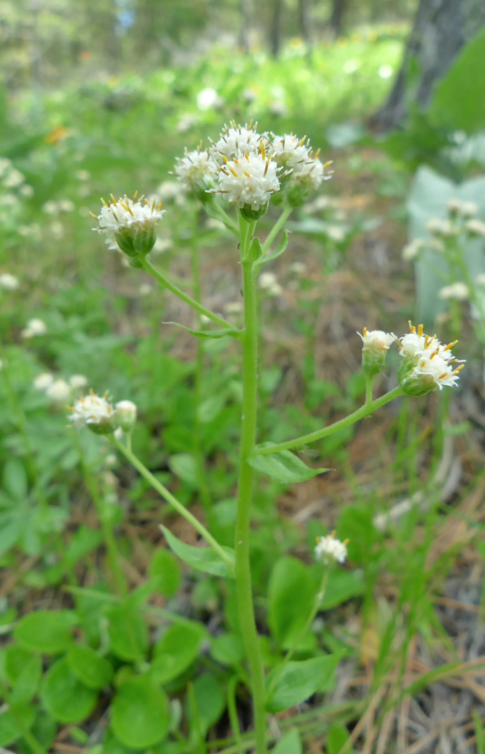 Pussytoes (Antennaria Plantaginifolia) — hence the name.<br><br>The leaves of Pussytoes are an attractive feature in themselves; adding an, image 124