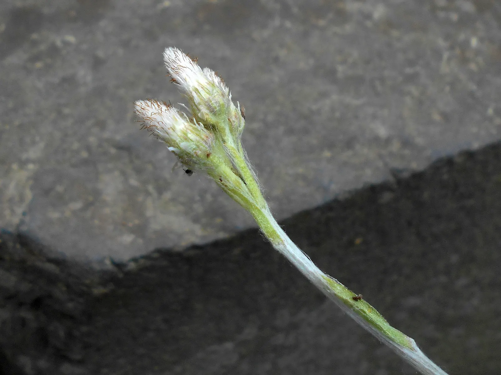 Pussytoes (Antennaria Plantaginifolia) — adding an ecological benefit to their visual appeal.<br><br>Pussytoes is highly drought-tolerant; it, image 129