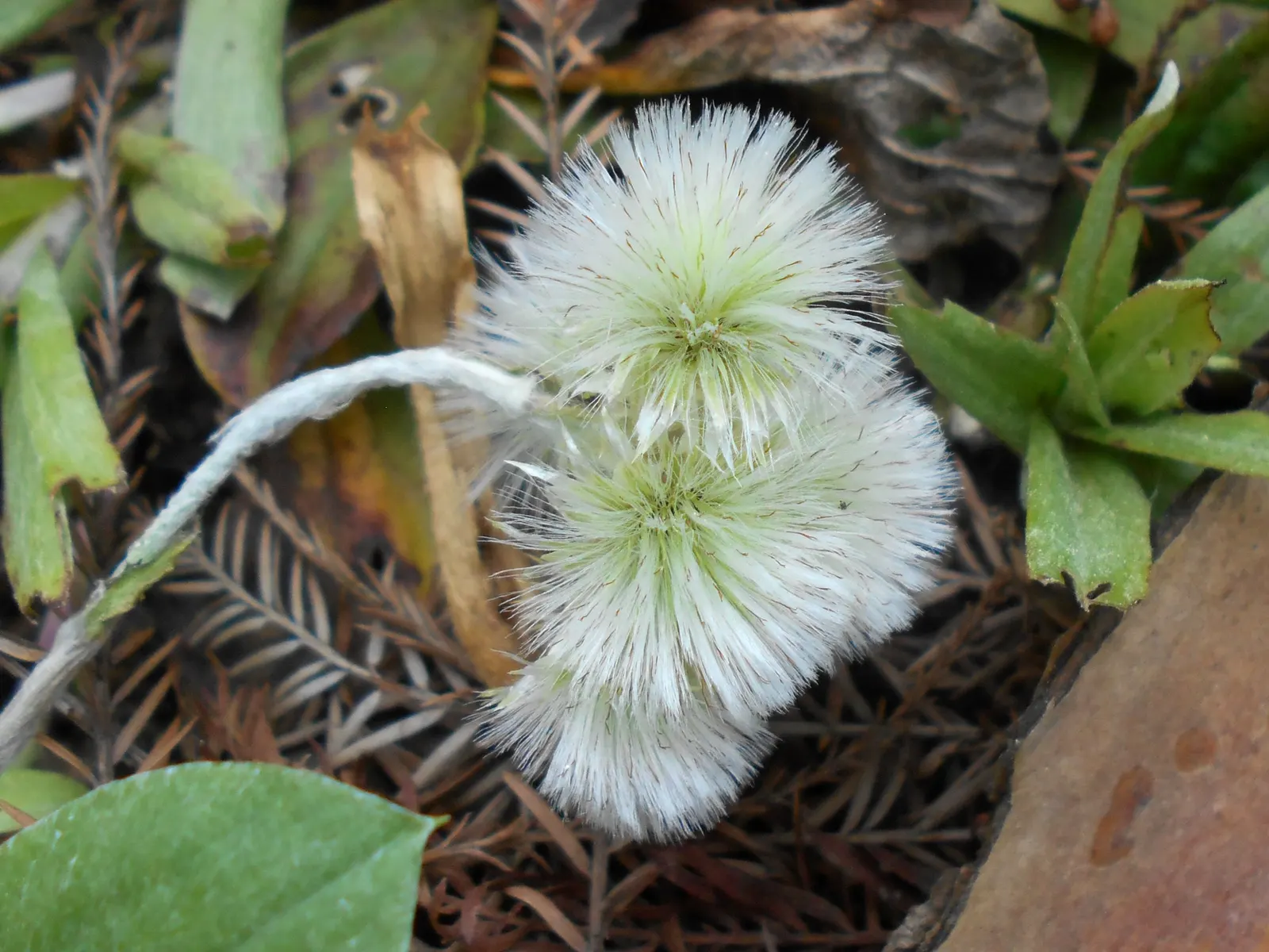 Pussytoes (Antennaria Plantaginifolia) — it requires well-drained soil and is drought-tolerant once established