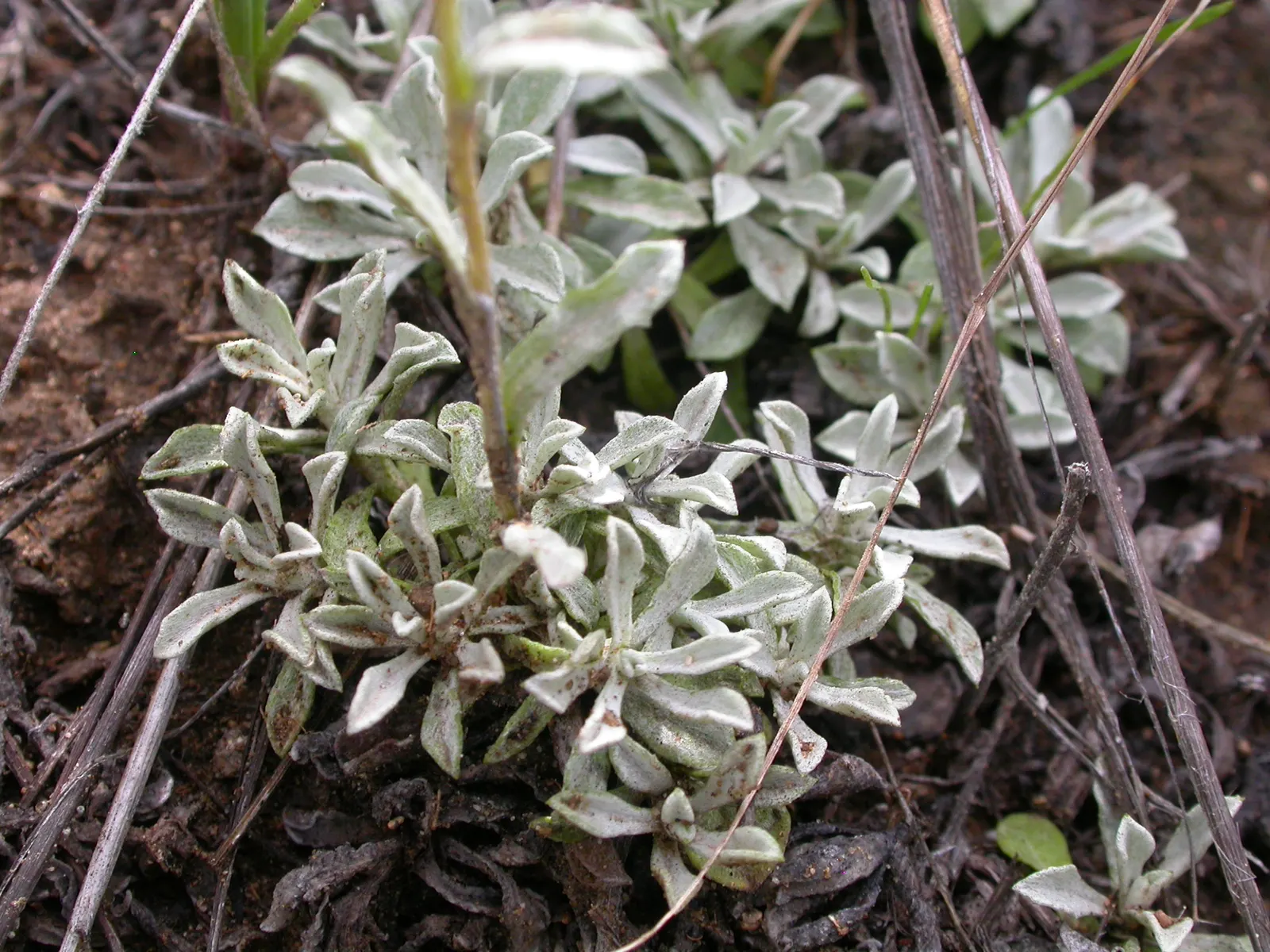 Pussytoes (Antennaria Plantaginifolia) — and prefers well-drained soil with full sun to light shade exposure; its resilience and low-maintenance, image 62