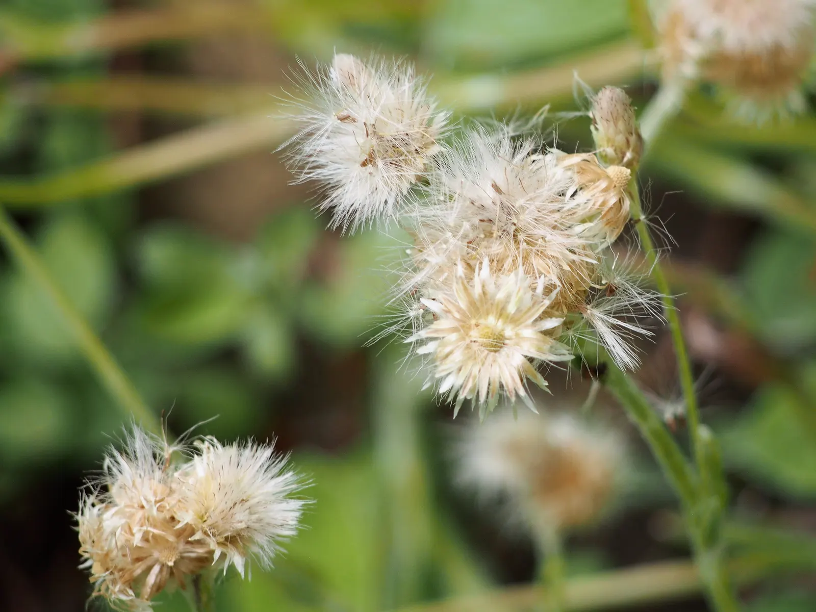 Pussytoes (Antennaria Plantaginifolia) — making it a low-maintenance choice for rock gardens and borders; and prefers well-drained soil with full, image 144