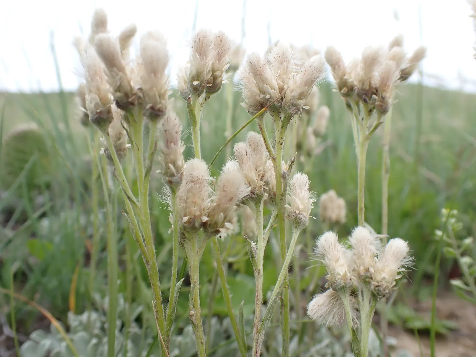 Pussytoes (Antennaria Plantaginifolia) — is a charmingly modest perennial that graces many gardens with its unique appearance and adaptability