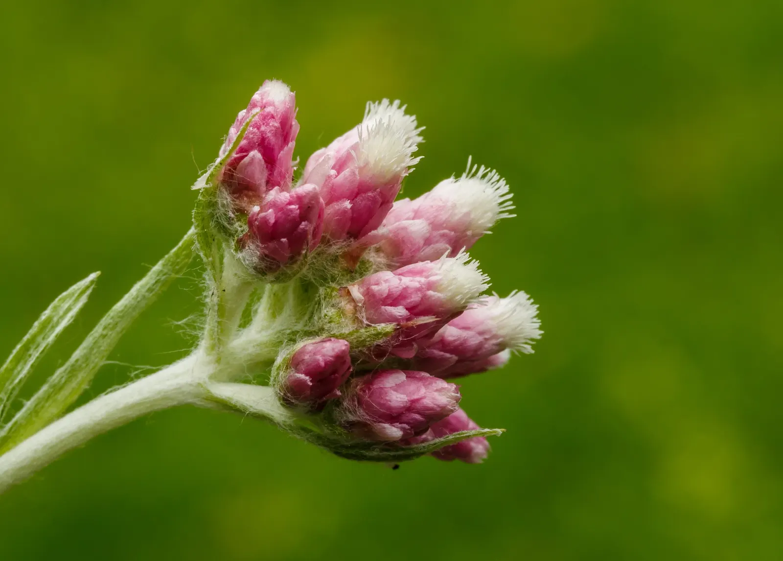 Pussytoes (Antennaria Plantaginifolia) — These basal leaves are spatulate to oblanceolate with a fine, image 127