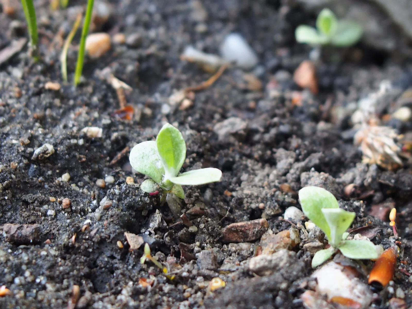 Pussytoes (Antennaria Plantaginifolia) — This plant's ability to spread through stolons will enable it to fill in landscape areas with ease, image 157