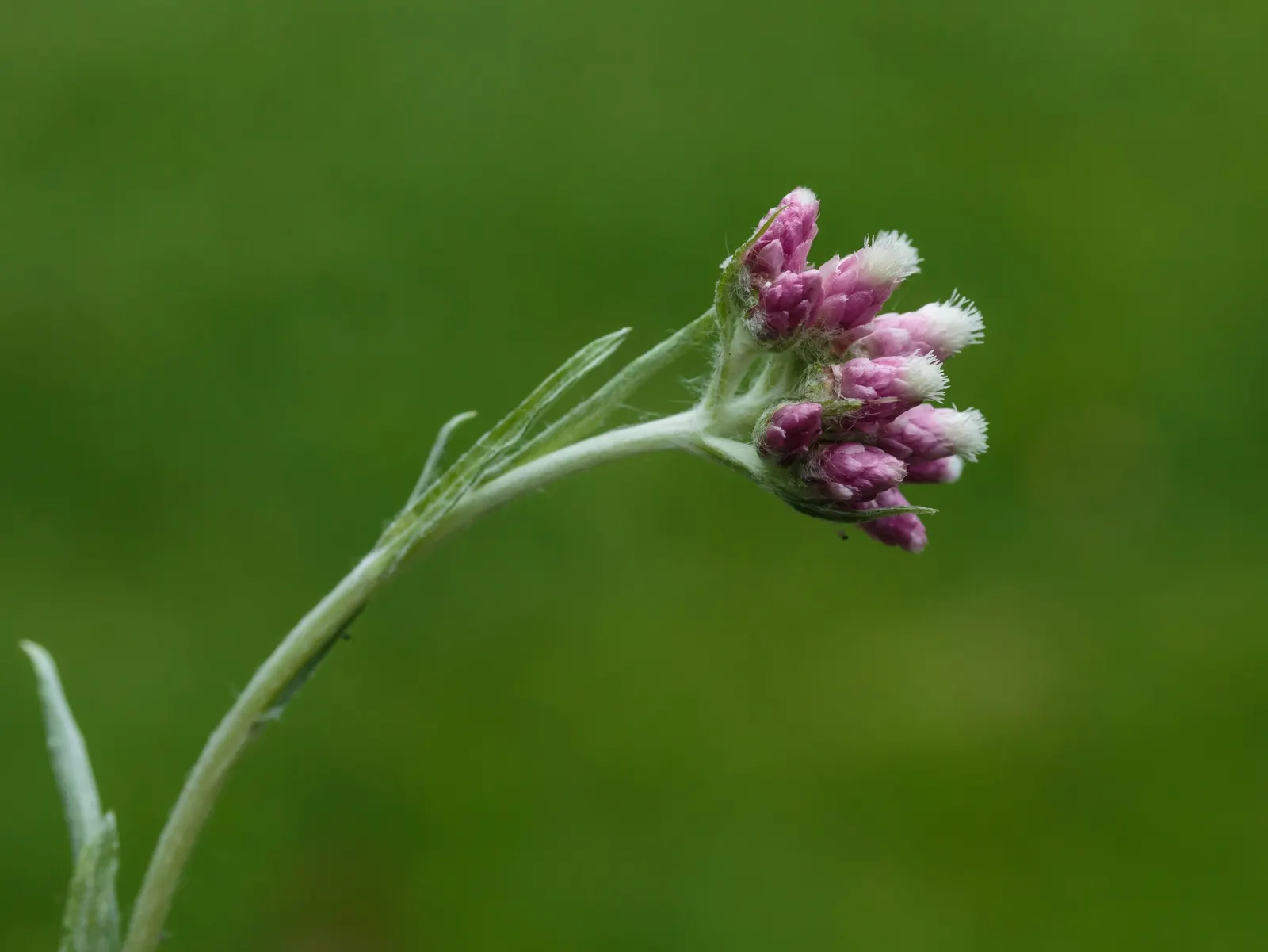 Pussytoes (Antennaria Plantaginifolia) — it requires well-drained soil and is drought-tolerant once established; hence the name.<br><br>The leaves, image 74