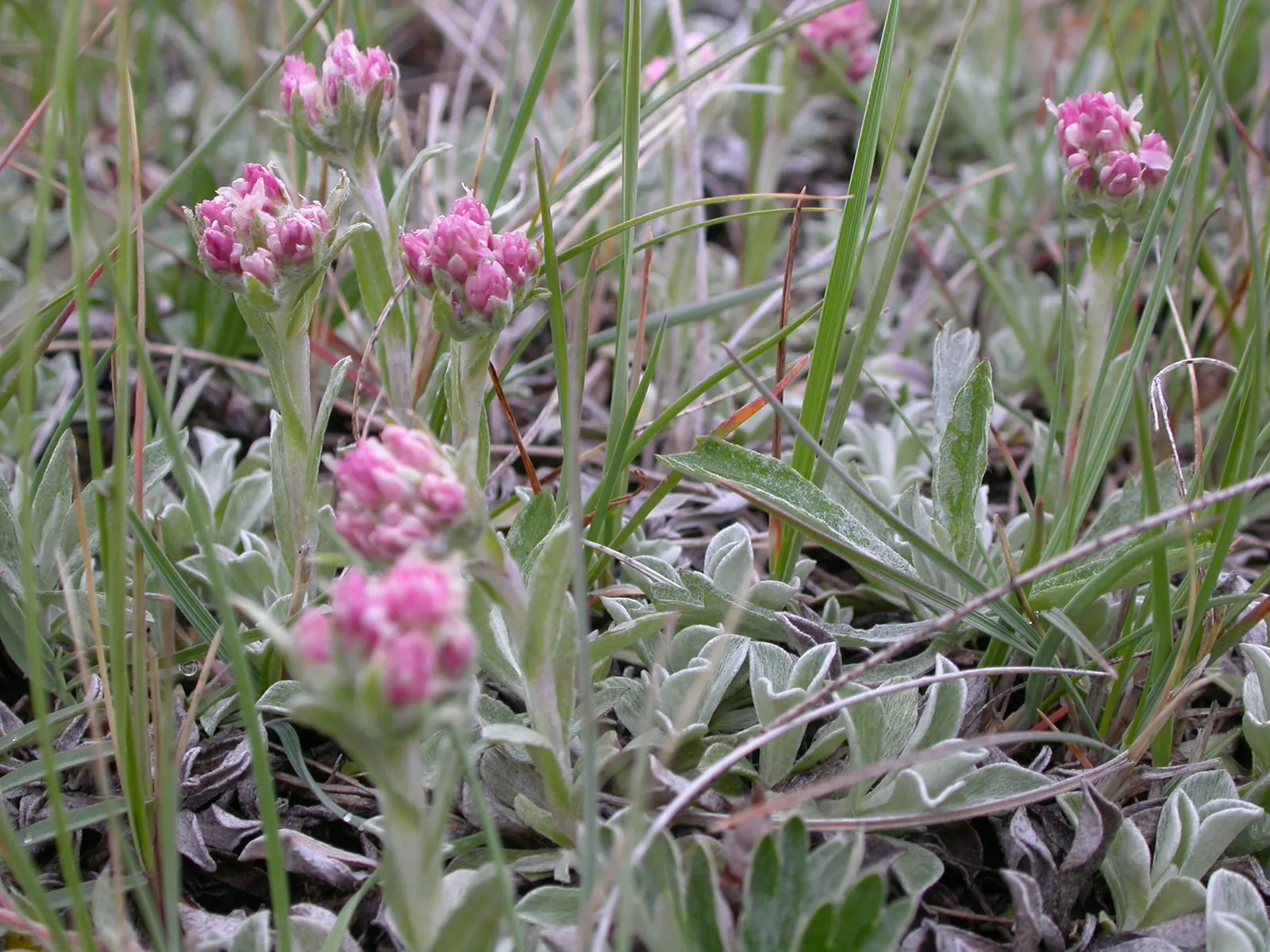 Pussytoes (Antennaria Plantaginifolia) — giving your client a lush yet manageable garden component; ground cover / perennial with white blooms, image 112
