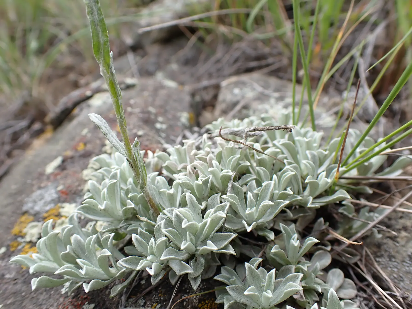 Pussytoes (Antennaria Plantaginifolia) — white flowers in the garden; making it a low-maintenance choice for rock gardens and borders, image 159