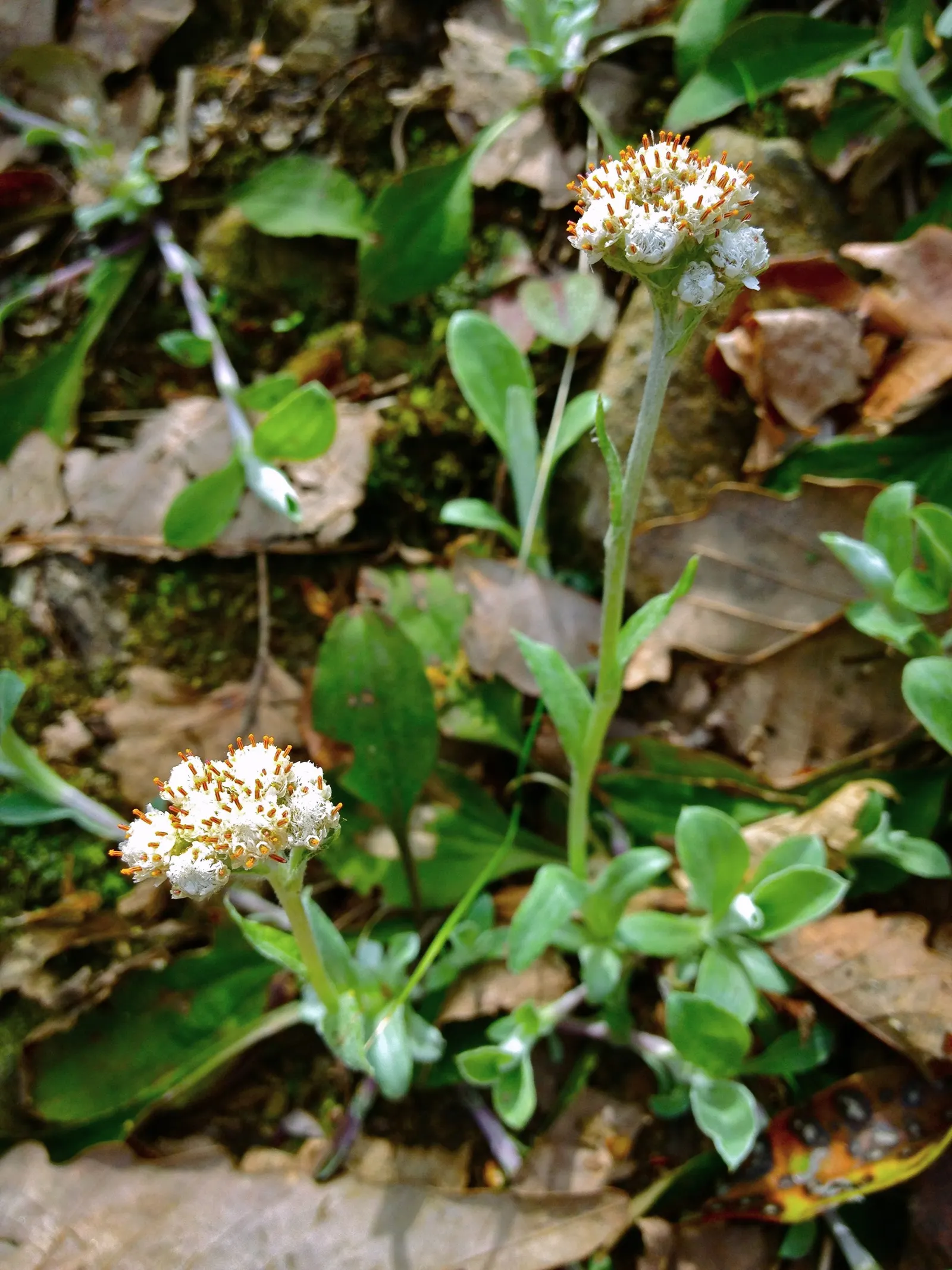 Pussytoes (Antennaria Plantaginifolia) — adding an ecological benefit to their visual appeal.<br><br>Pussytoes is highly drought-tolerant; it, image 60