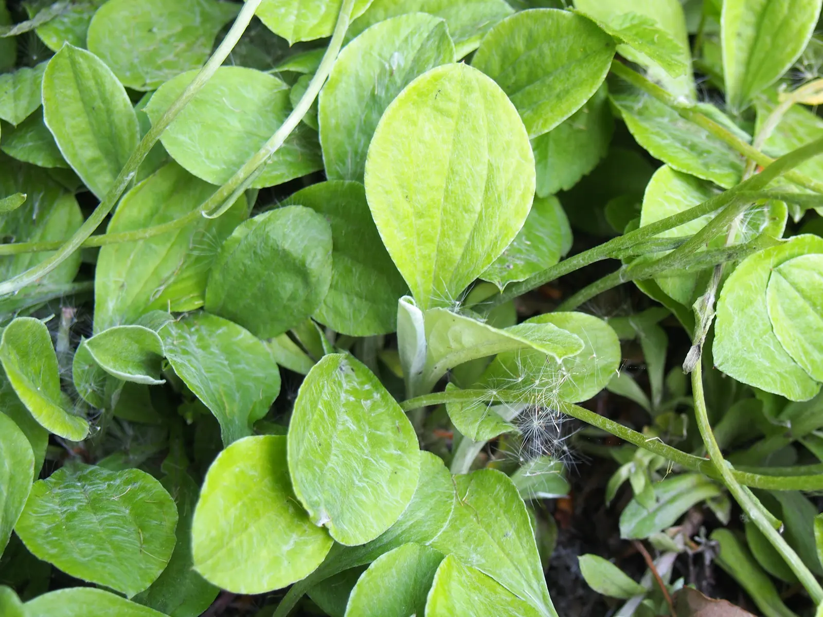 Pussytoes (Antennaria Plantaginifolia) — and prefers well-drained soil with full sun to light shade exposure; its resilience and low-maintenance, image 108