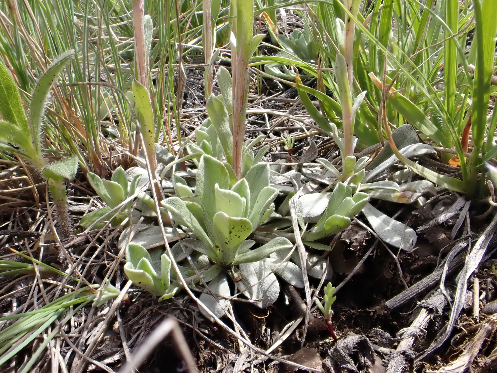 Pussytoes (Antennaria Plantaginifolia) — adding an ecological benefit to their visual appeal.<br><br>Pussytoes is highly drought-tolerant; it boasts a