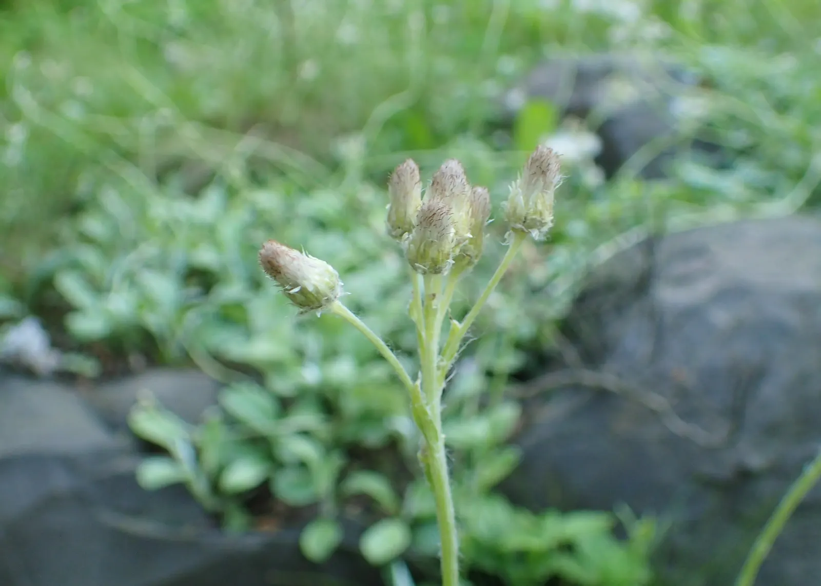 Pussytoes (Antennaria Plantaginifolia) — thriving in USDA Hardiness Zones 3 through 8; typically about 2 to 3 inches long, image 84