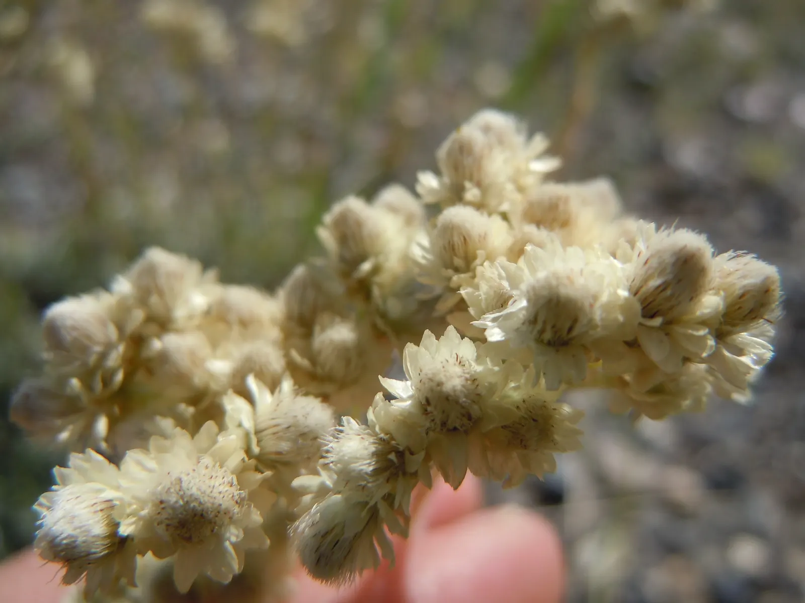 Pussytoes (Antennaria Plantaginifolia) — it requires well-drained soil and is drought-tolerant once established; hence the name.<br><br>The leaves, image 97