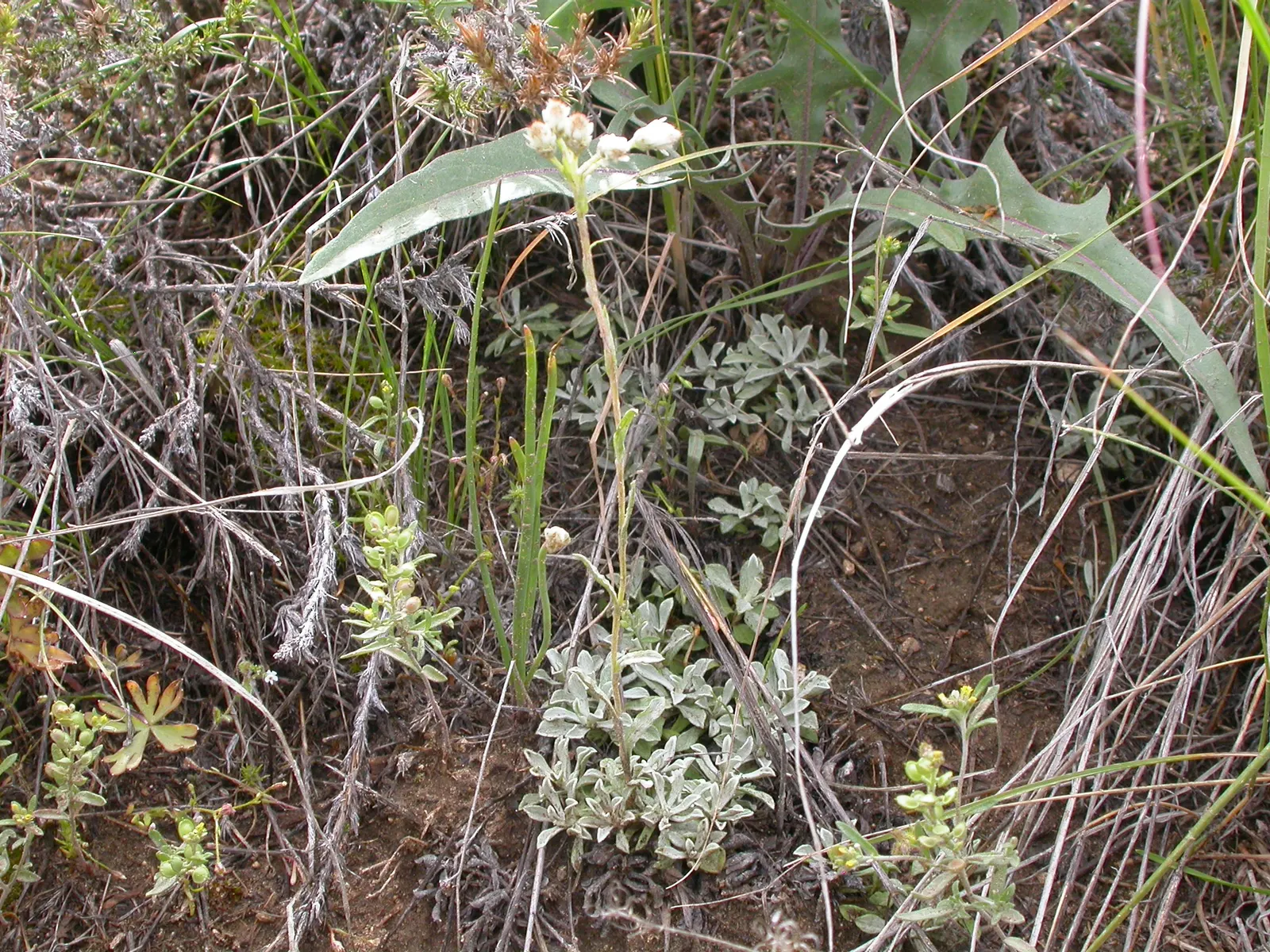Pussytoes (Antennaria Plantaginifolia) — is a perennial groundcover that thrives in USDA zones 3-8; with the shape reminiscent of plantain leaves, image 48