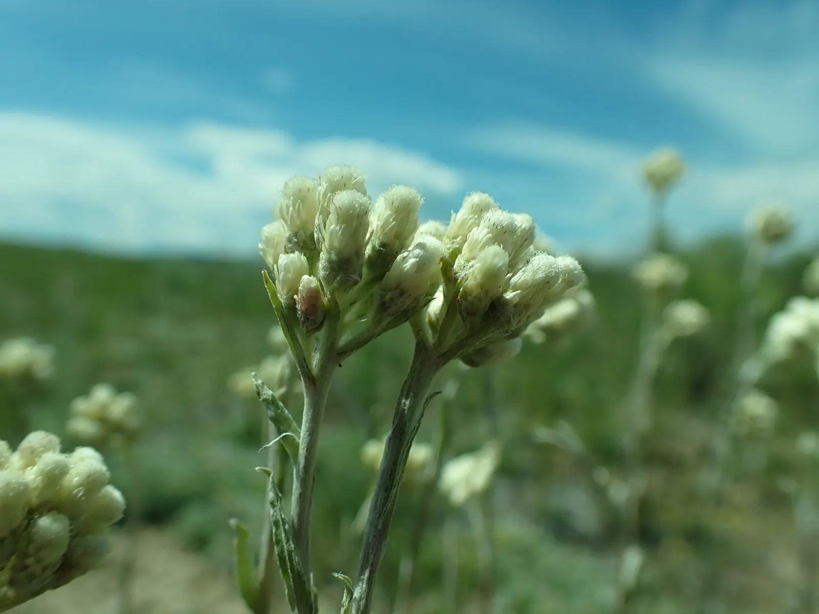 Pussytoes (Antennaria Plantaginifolia) — thriving in USDA Hardiness Zones 3 through 8; typically about 2 to 3 inches long