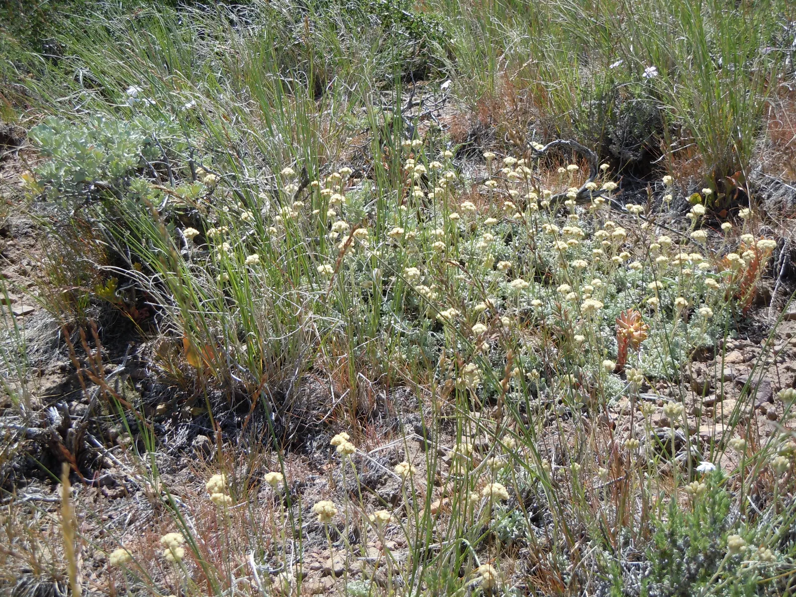 Pussytoes (Antennaria Plantaginifolia) — This plant's ability to spread through stolons will enable it to fill in landscape areas with ease, image 134