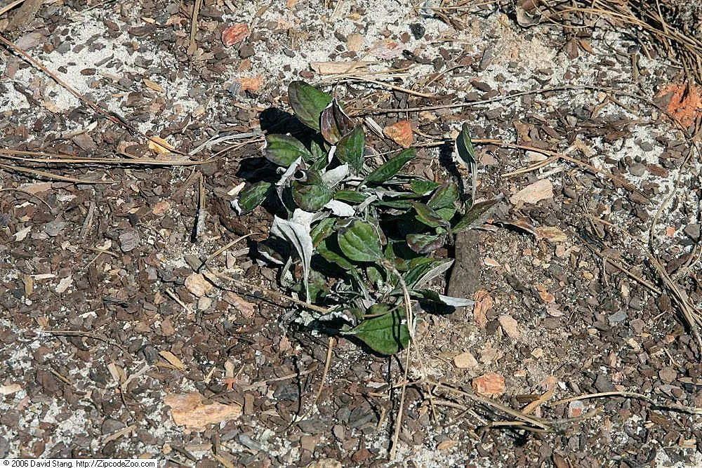 Pussytoes (Antennaria Plantaginifolia) — This North American native stands at a modest height of 6 to 12 inches; is a charmingly modest perennial, image 100