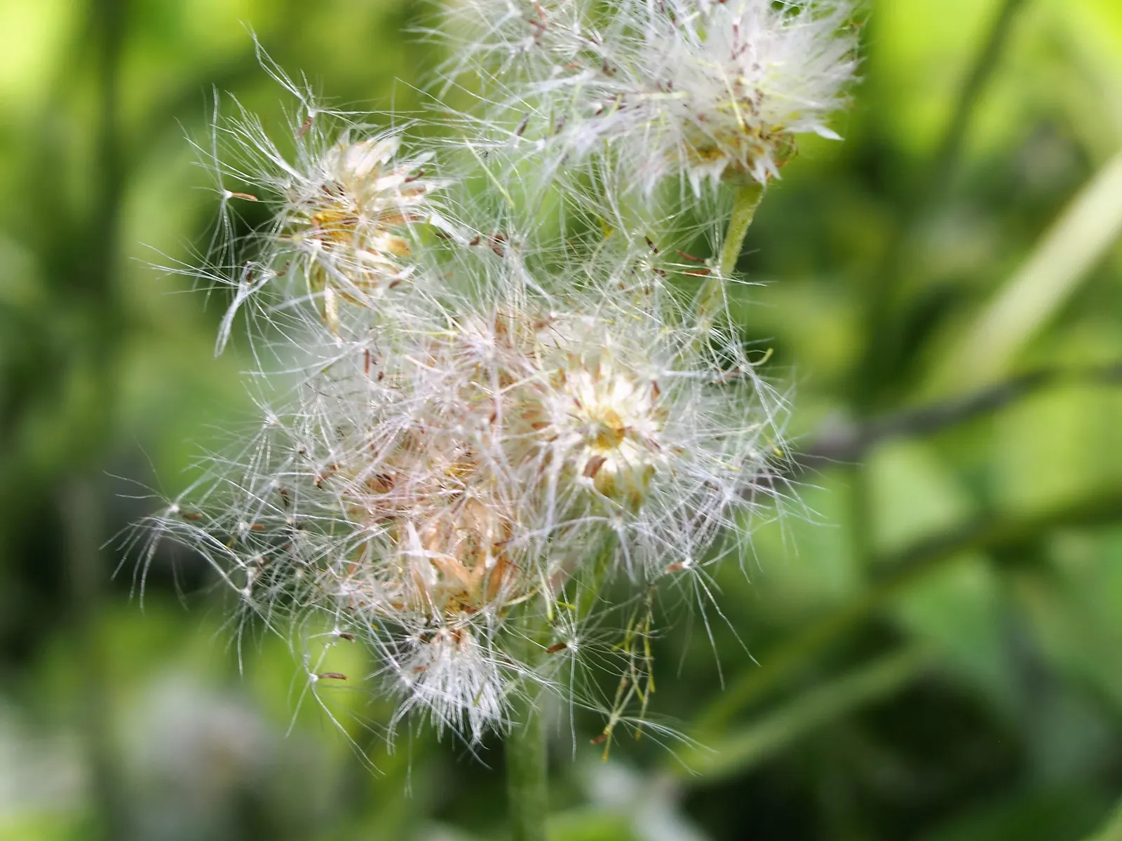 Pussytoes (Antennaria Plantaginifolia) — thriving in USDA Hardiness Zones 3 through 8; typically about 2 to 3 inches long, image 130