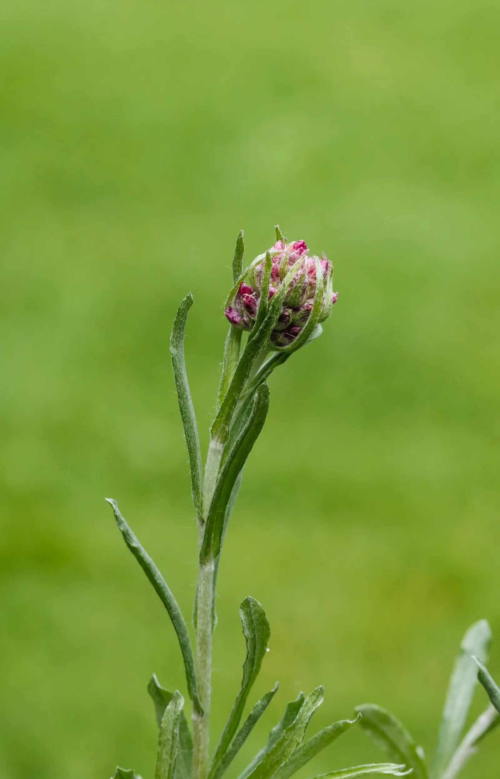 Pussytoes (Antennaria Plantaginifolia) — giving your client a lush yet manageable garden component; ground cover / perennial with white blooms, image 66