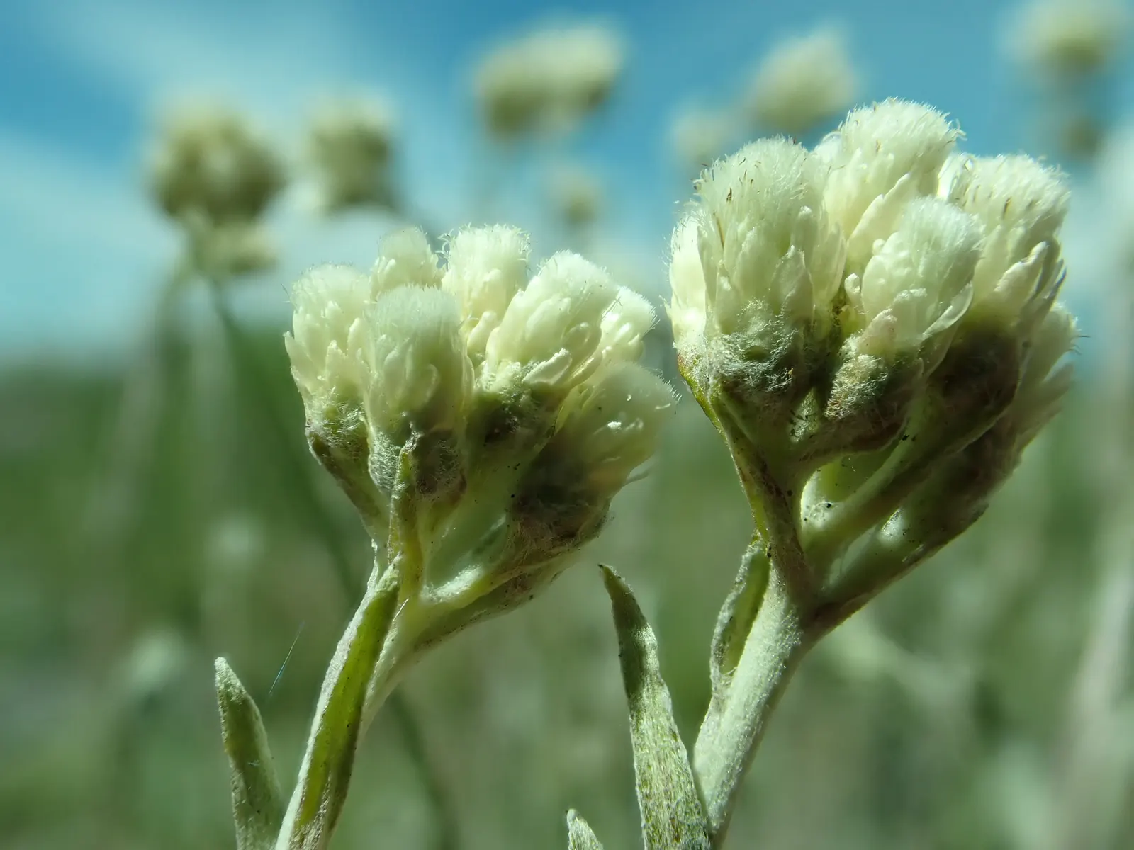 Pussytoes (Antennaria Plantaginifolia) — hence the name.<br><br>The leaves of Pussytoes are an attractive feature in themselves; adding an, image 101
